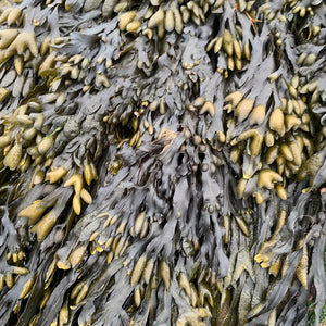 Seaweed